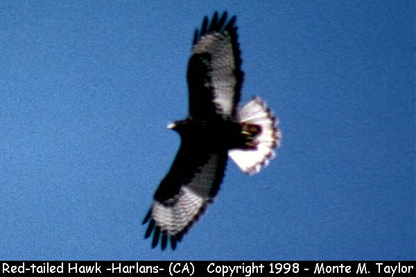 Red-tailed Hawk -harlan's race / winter- (California)