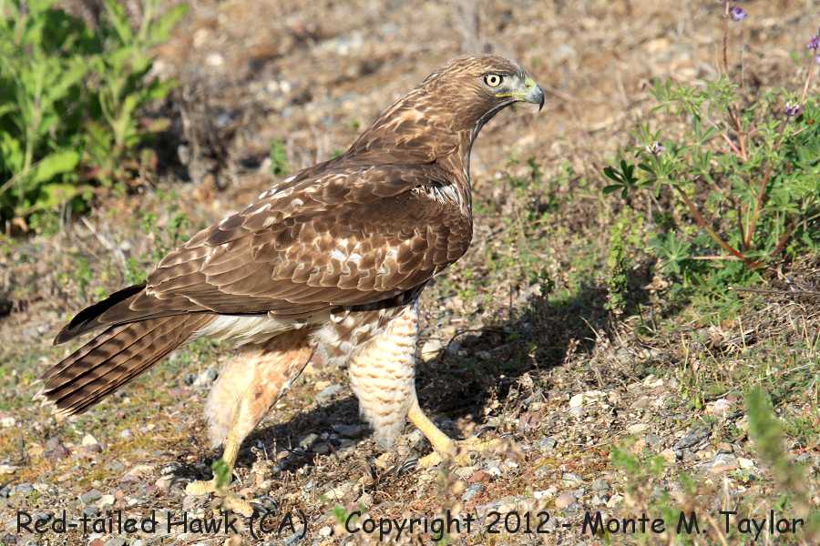 Red-tailed Hawk -winter 1st year- (California)