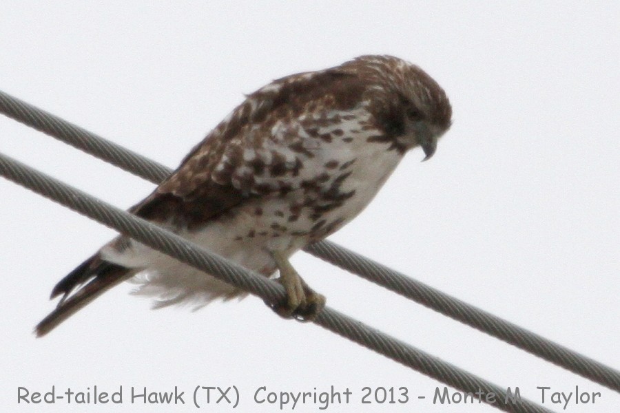 Red-tailed Hawk -winter- (Texas)
