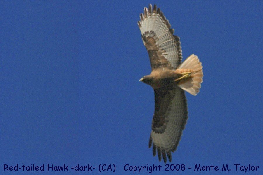 Red-tailed Hawk -spring / rufous morph- (California)