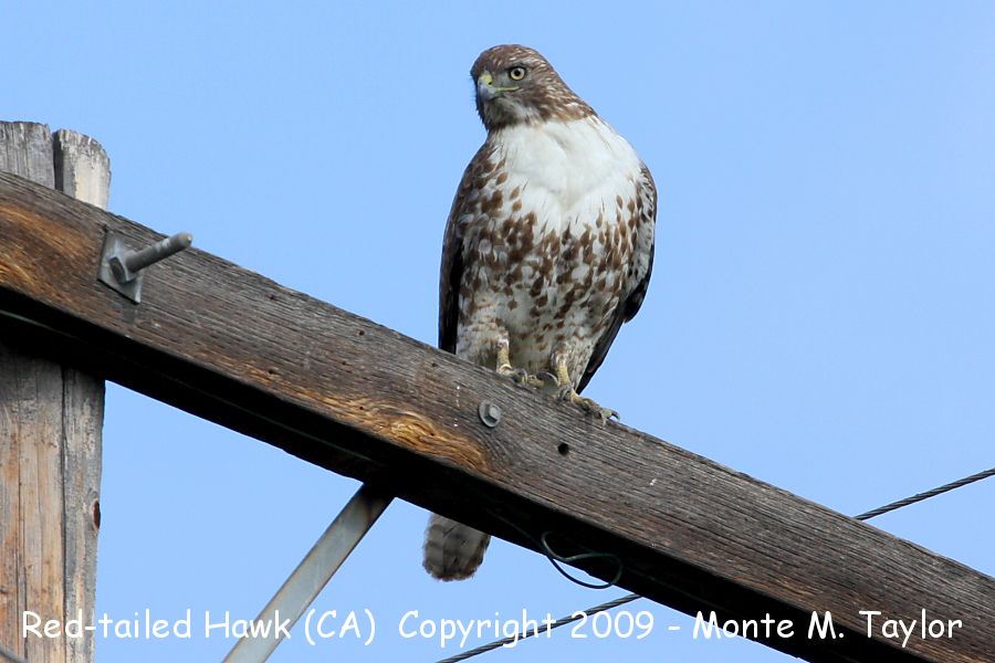 Red-tailed Hawk -spring / 1st year- (California)