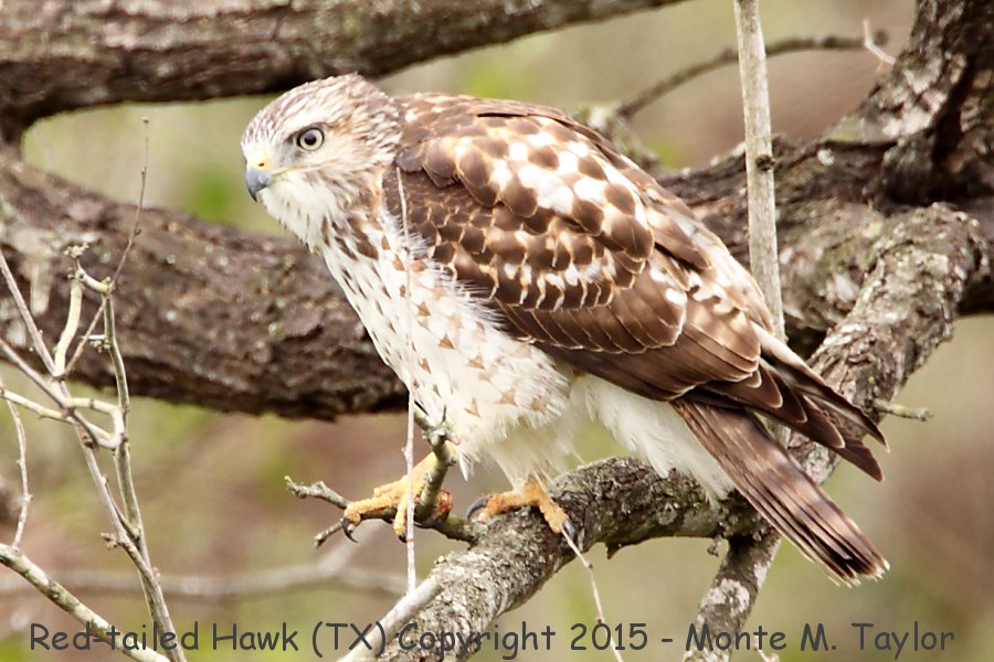 Red-tailed Hawk -winter- (Texas)