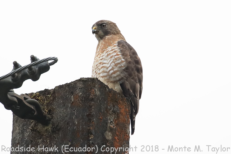 Roadside Hawk -November- (Ecuador)
