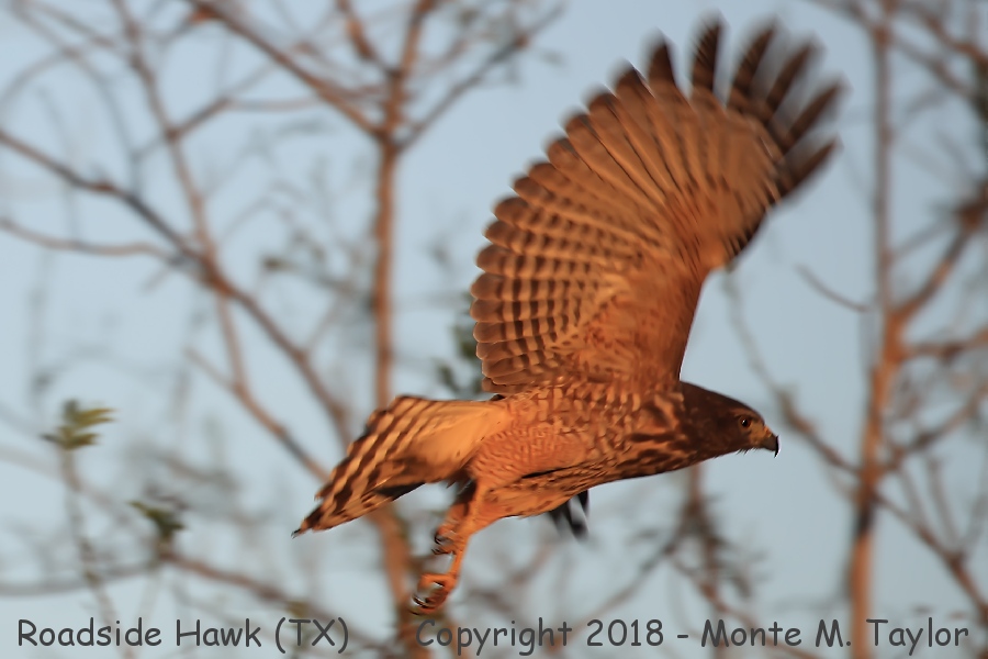 Roadside Hawk -winter juvenal December 9th, 2019- (Mission, Texas)