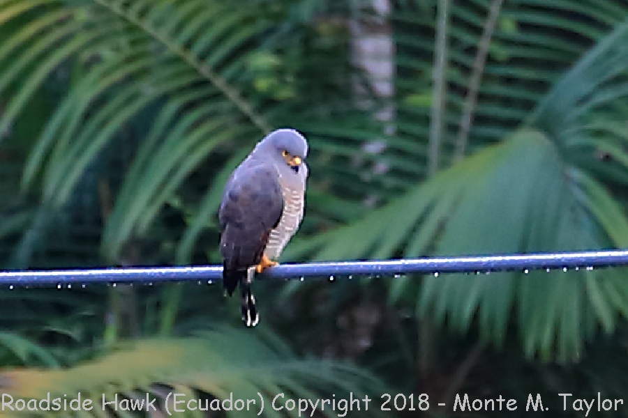 Roadside Hawk -November- (Mindo, Ecuador)