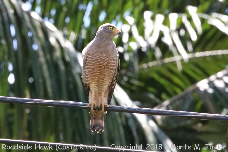 Roadside Hawk -winter- (Costa Rica)