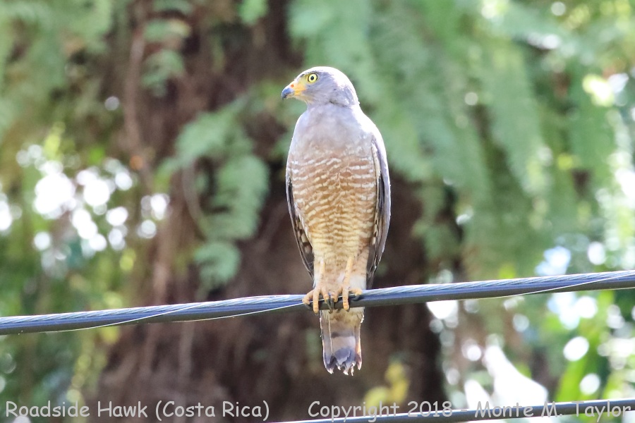 Roadside Hawk -winter- (Costa Rica)