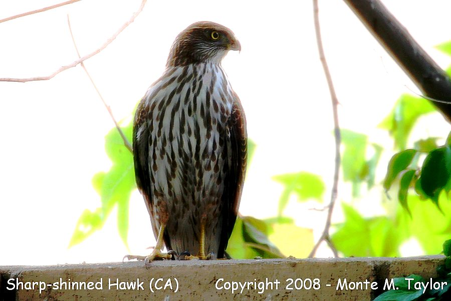 Sharp-shinned Hawk -winter juvenile- (California)
