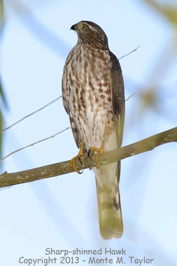 Sharp-shinned Hawk -fall juvenile- (California)