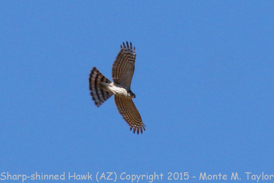 Sharp-shinned Hawk -spring- (Arizona)