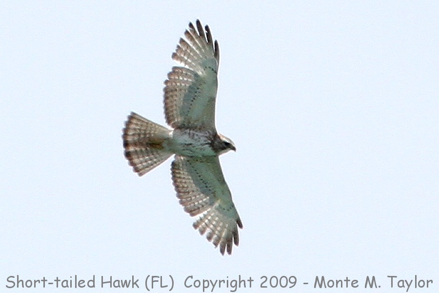 Short-tailed Hawk -spring- (Florida)