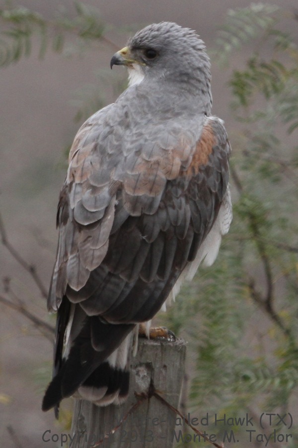 White-tailed Hawk -winter- (Texas)