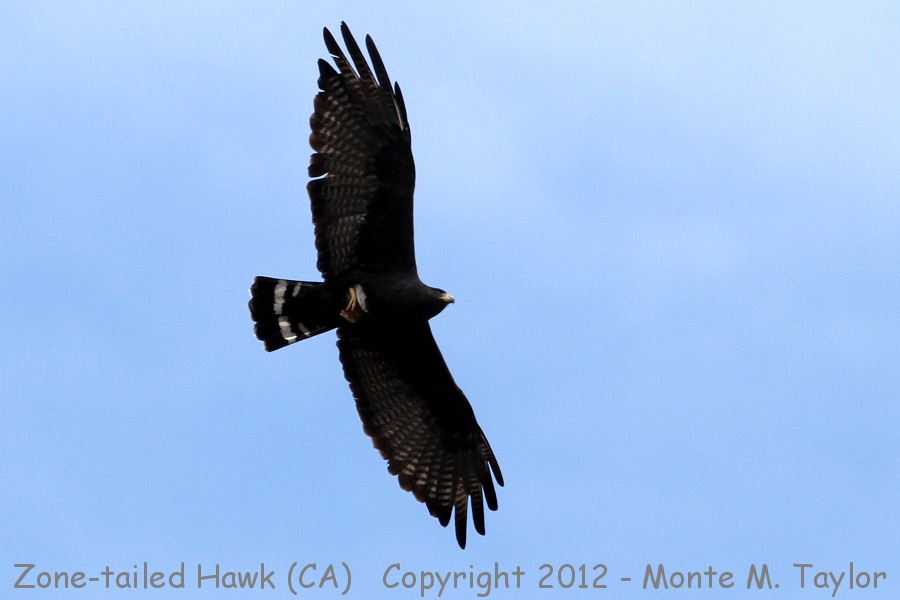 Zone-tailed Hawk -fall- (Lake Forest, California)