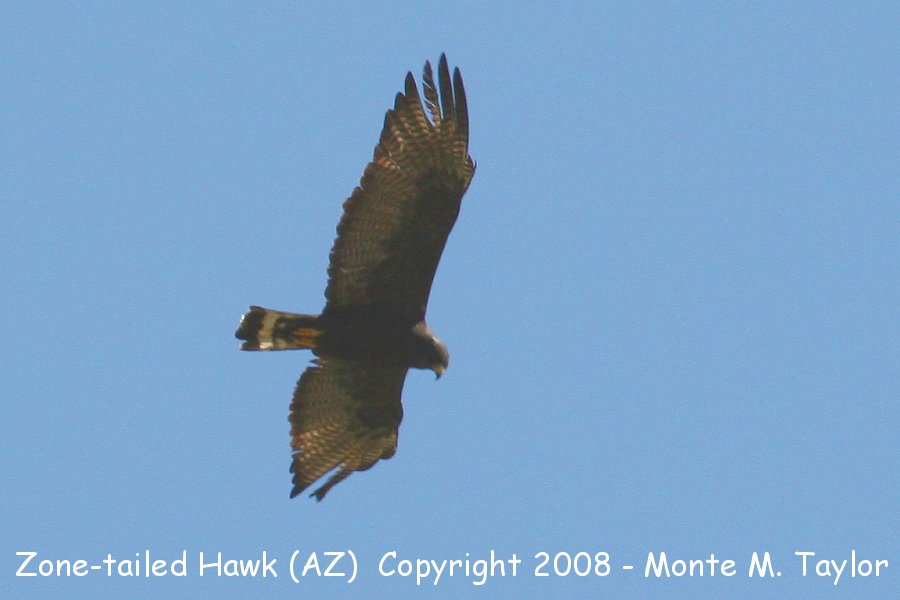 Zone-tailed Hawk -spring- (Arizona)