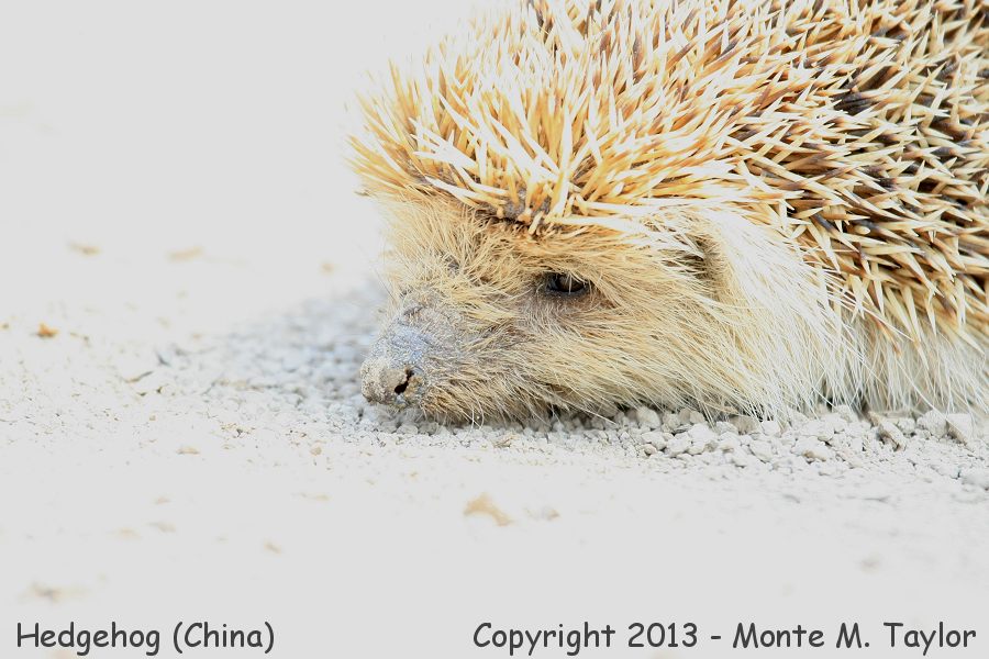 Hedgehog -spring- (Tianjin, China)