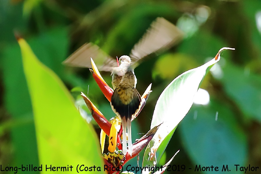 Long-billed Hermit -winter- (Costa Rica)