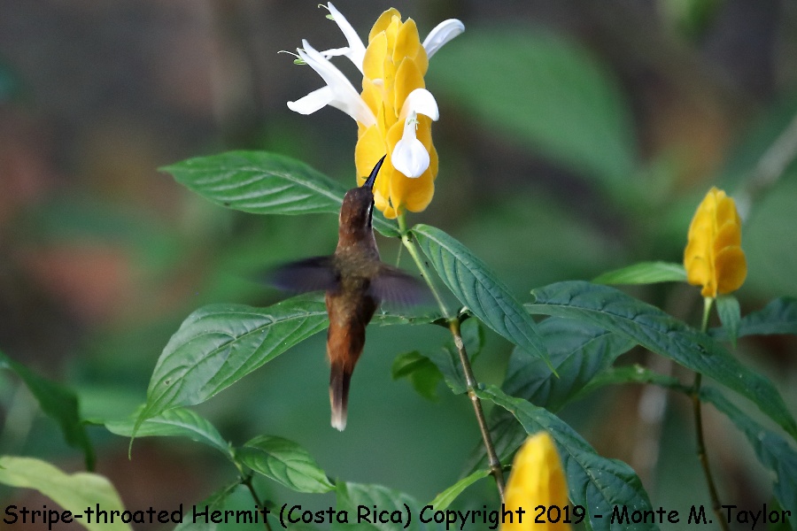 Stripe-throated Hermit -winter- (Costa Rica)