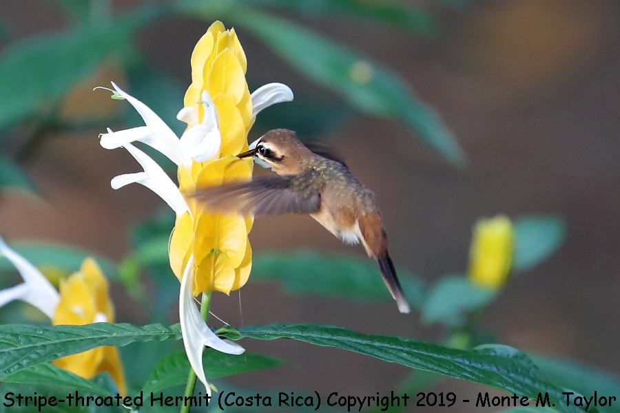 Stripe-throated Hermit -winter- (Costa Rica)