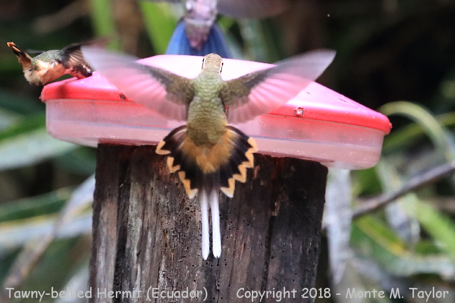 Tawny-bellied Hermit -November- (Ecuador)