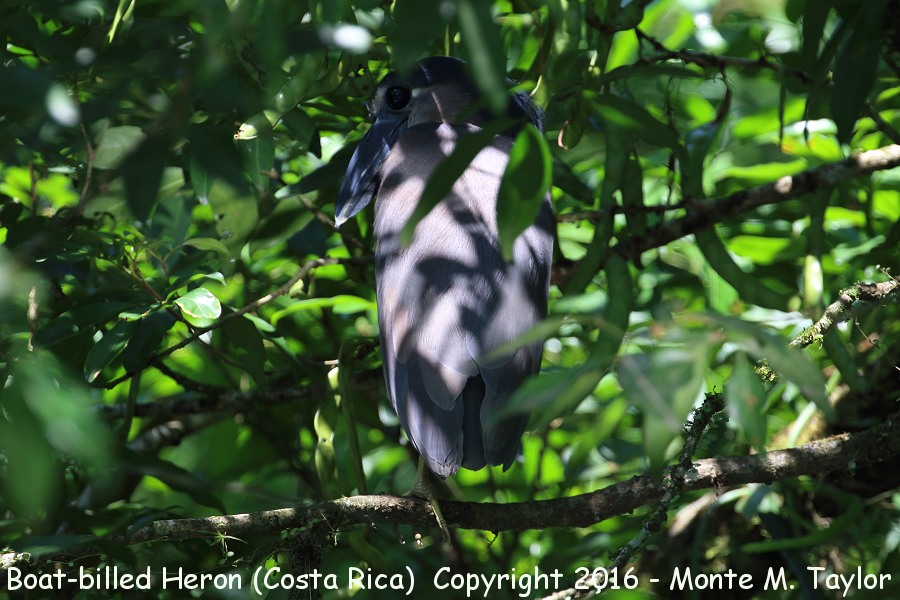 Boat-billed Heron -winter- (Selva Verde, Costa Rica)