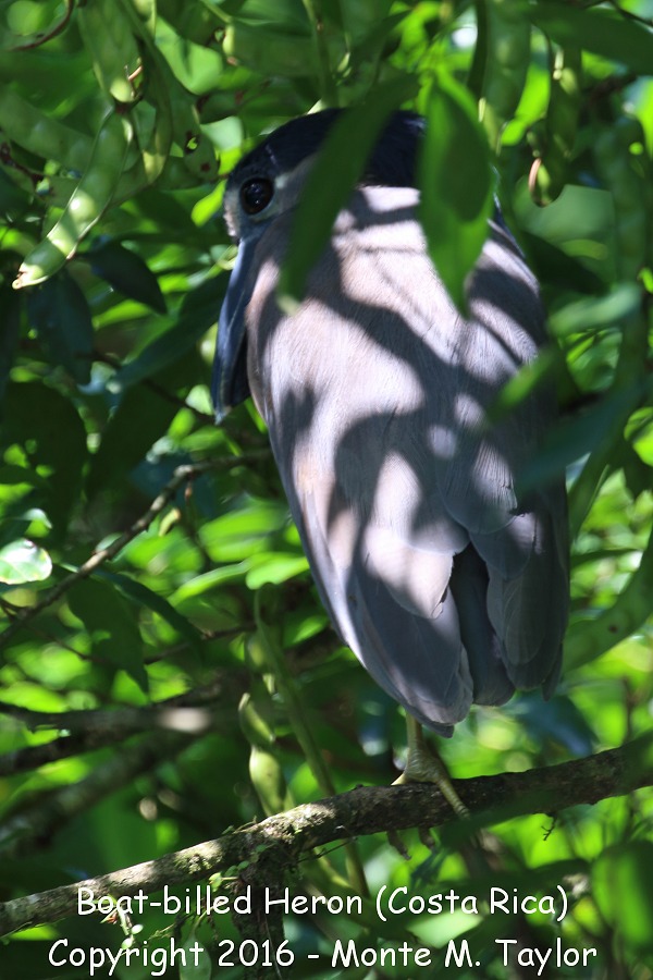 Boat-billed Heron -winter- (Selva Verde, Costa Rica)