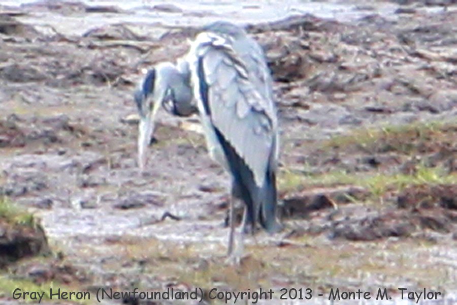 Gray Heron -20130607- (Caplin Cove near Clarenville, Newfoundland, Canada)