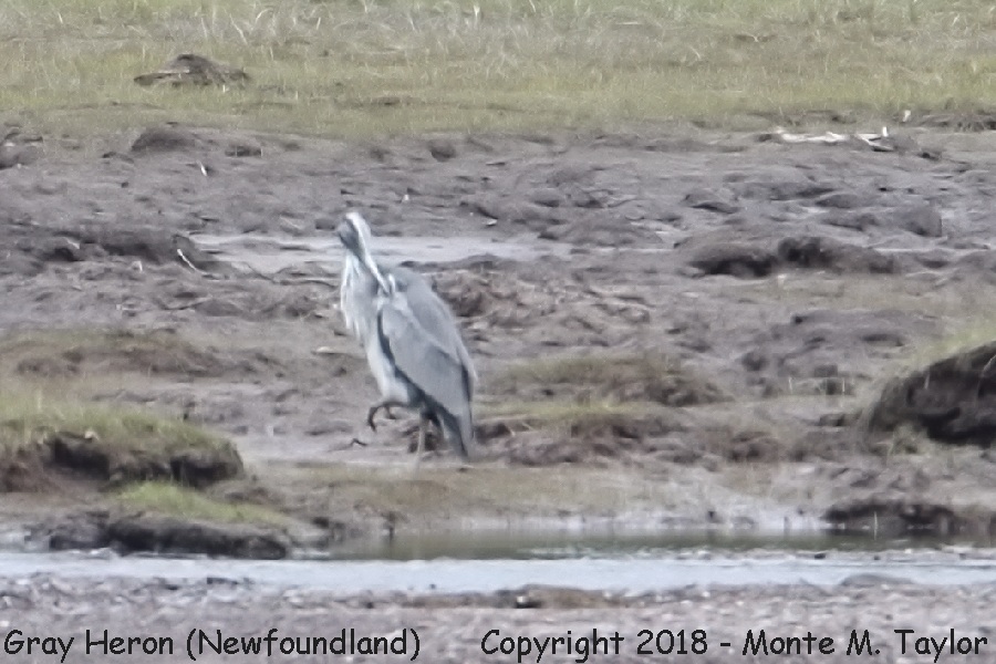 Gray Heron -June 7th, 2013- (Hearts Ease Pond near Clarenville, Newfoundland, Canada)