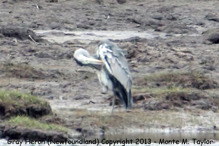 Gray Heron -June 7th, 2013- (Hearts Ease Pond near Clarenville, Newfoundland, Canada)