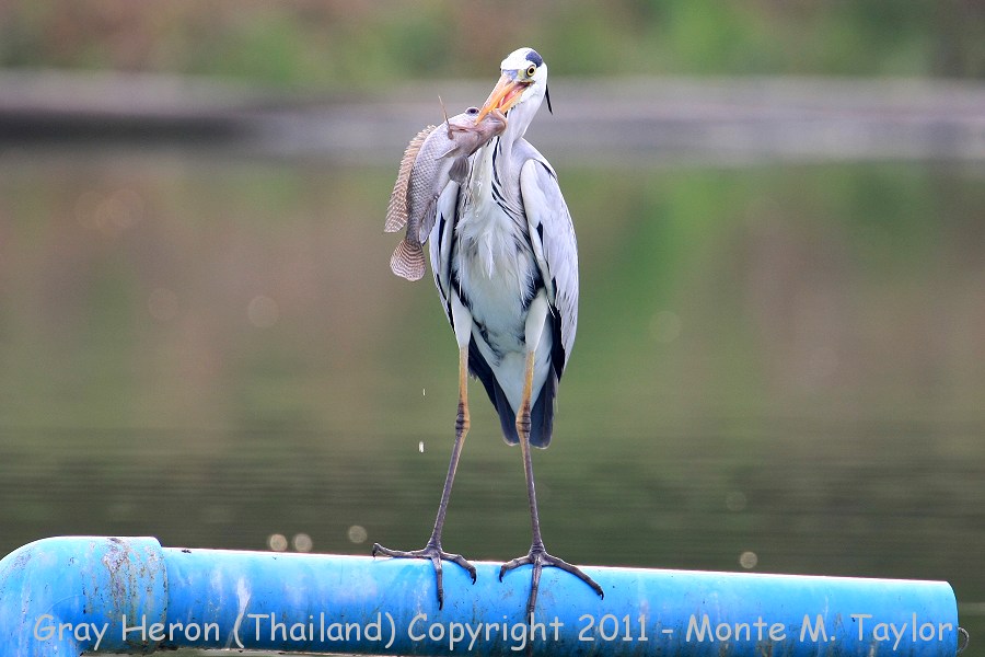 Gray Heron -winter- (Laem Pak Bia, Petchaburi, Thailand)