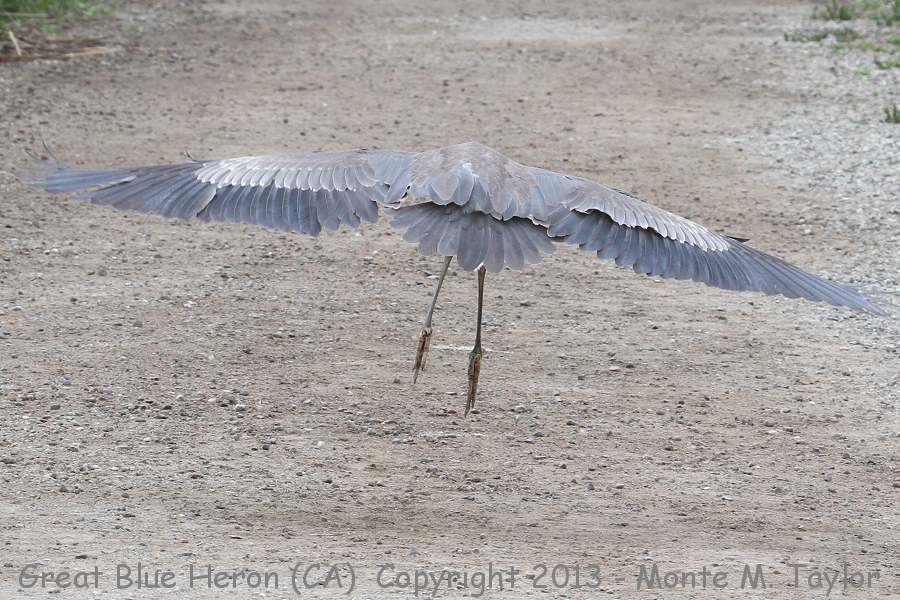 Great Blue Heron -spring- (California)