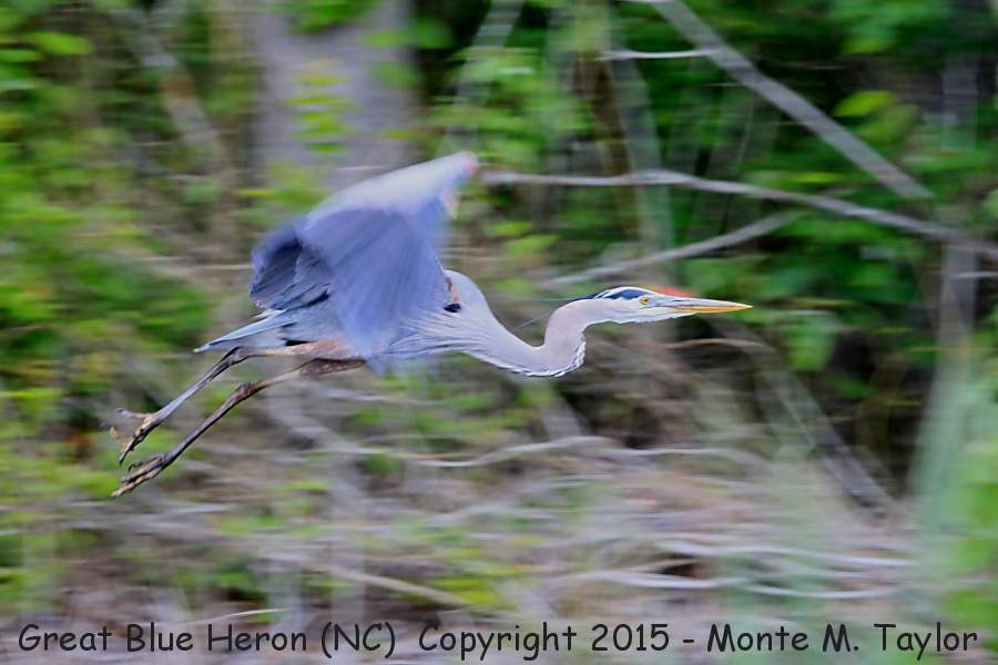 Great Blue Heron -spring- (North Carolina)