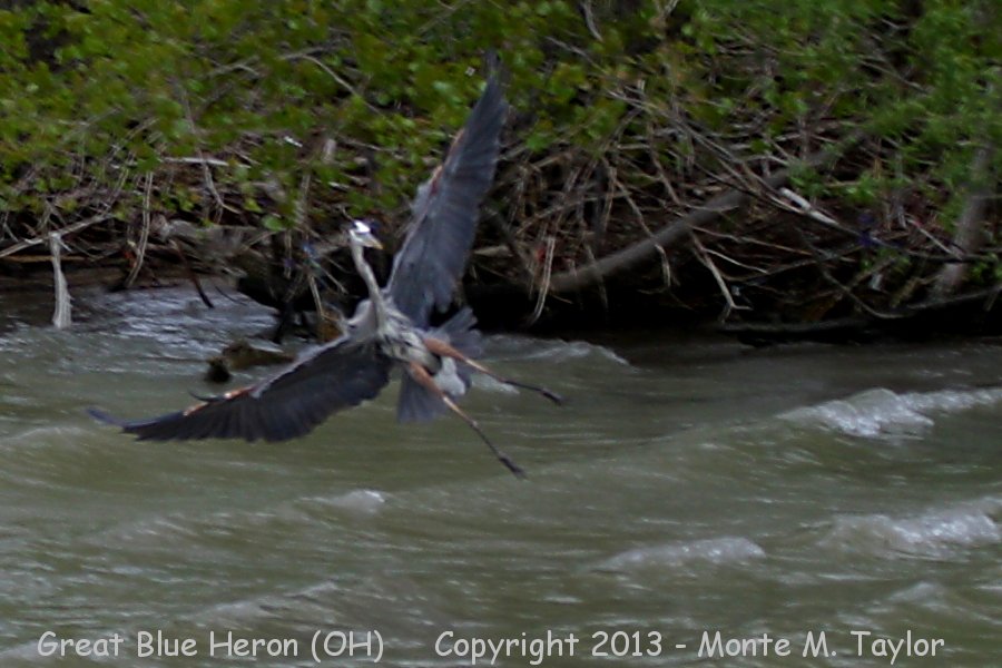 Great Blue Heron -spring- (Ohio)