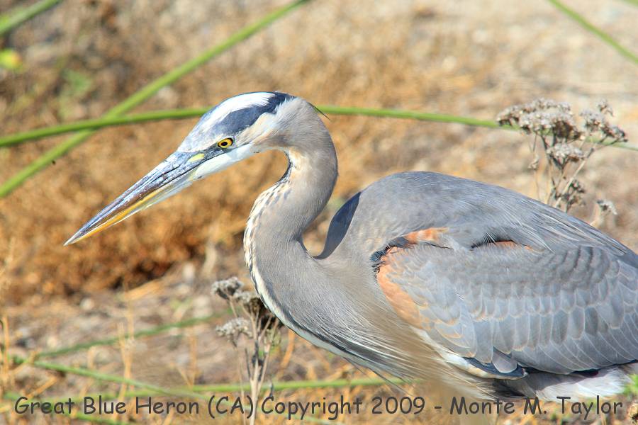 Great Blue Heron -winter- (California)