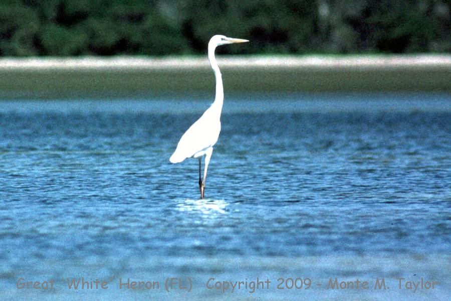 Great Blue Heron -white phase / spring- (Florida)