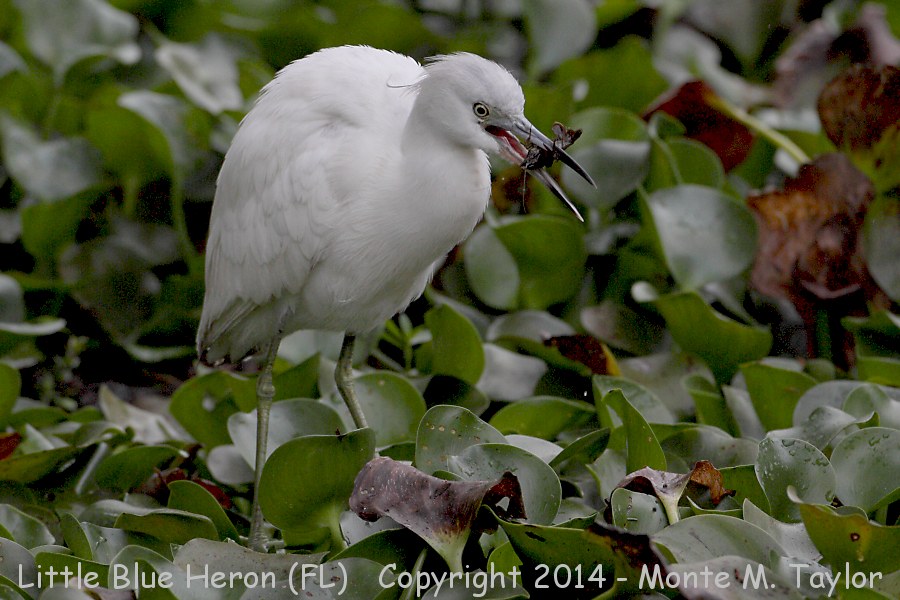 Little Blue Heron -winter- (Florida)