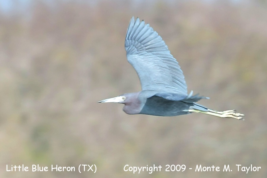 Little Blue Heron -winter adult- (Texas)
