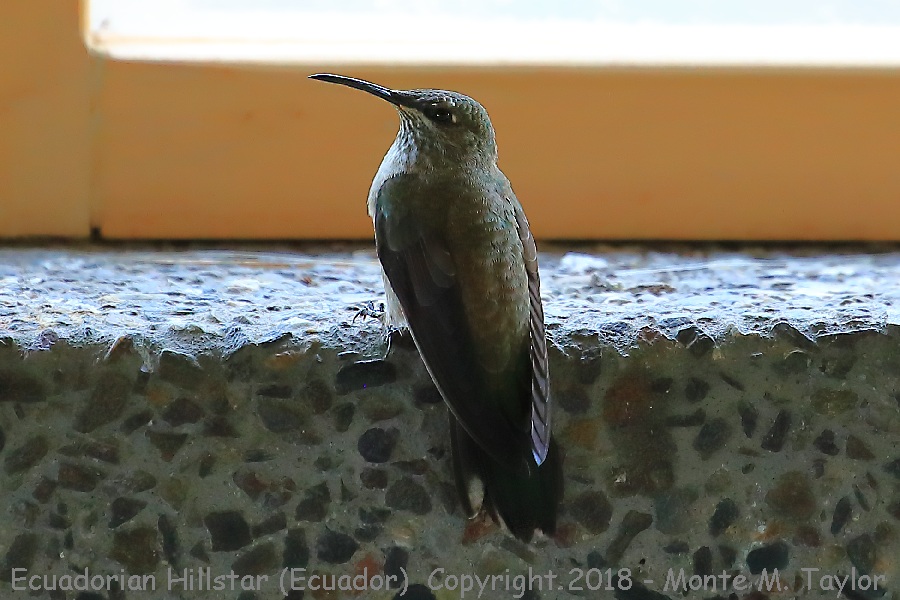 Ecuadorian Hillstar -female- (Antisana Ecological Reserve, Ecuador)