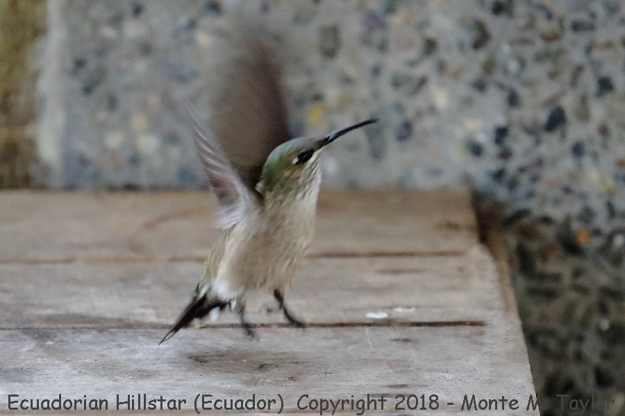 Ecuadorian Hillstar -female- (Antisana Ecological Reserve, Ecuador)