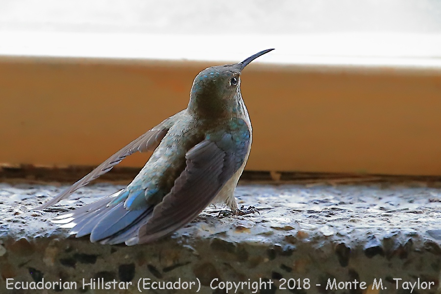Ecuadorian Hillstar -female- (Antisana Ecological Reserve, Ecuador)