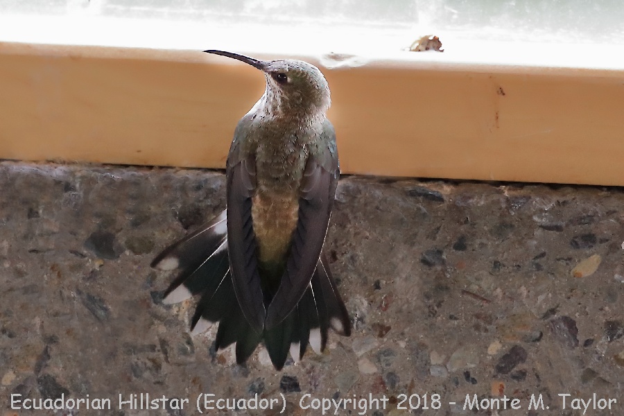 Ecuadorian Hillstar -female- (Antisana Ecological Reserve, Ecuador)