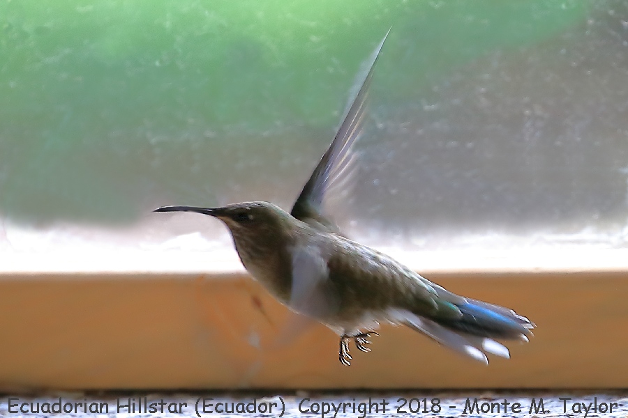 Ecuadorian Hillstar -female- (Antisana Ecological Reserve, Ecuador)