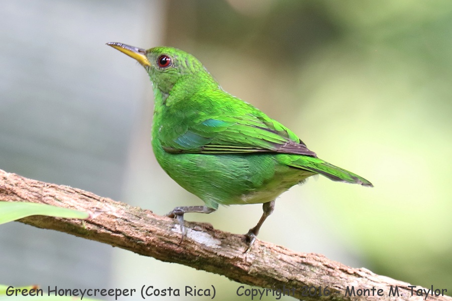 Green Honeycreeper