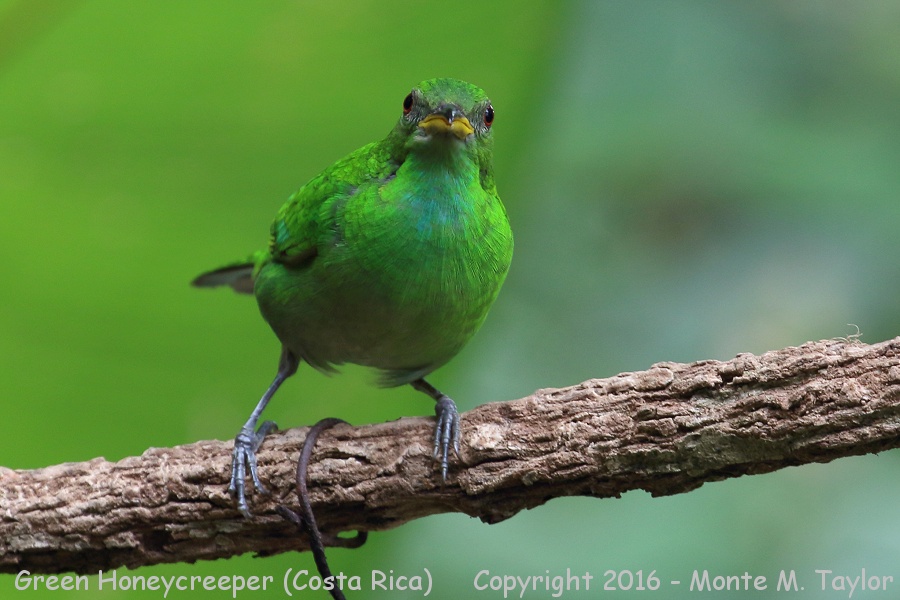 Green Honeycreeper -winter female- (Selva Verde, Costa Rica)