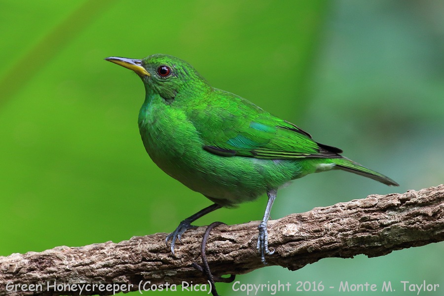 Green Honeycreeper