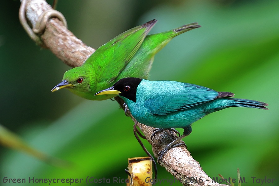 Green Honeycreeper -winter male and female- (Selva Verde, Costa Rica)