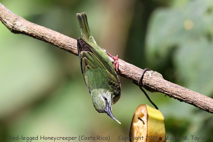 Red-legged Honeycreeper -winter female- (Selva Verde, Costa Rica)