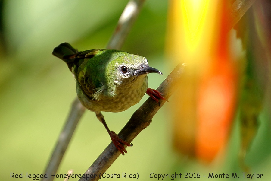 Red-legged Honeycreeper -winter female- (Selva Verde, Costa Rica)