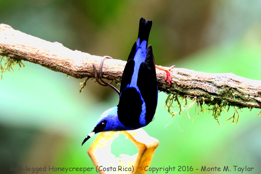 Red-legged Honeycreeper -winter male- (Selva Verde, Costa Rica)