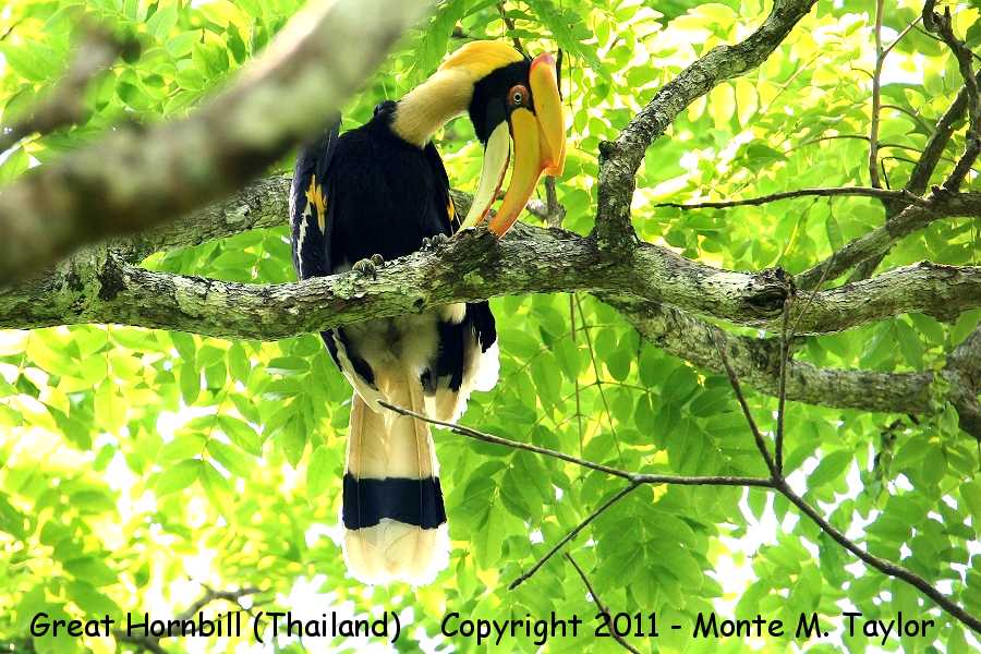 Great Hornbill -winter- (Kaeng Krachan National Park, Petchaburi, Thailand)
