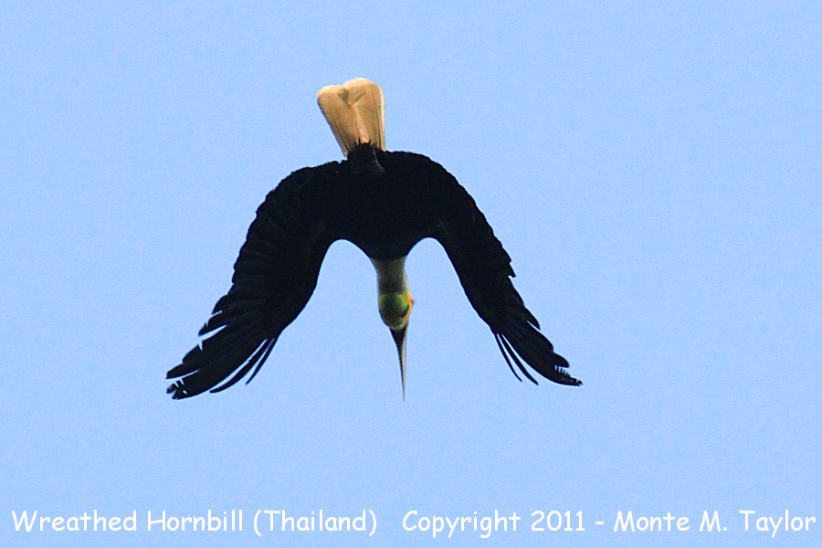 Wreathed Hornbill -winter- (Kaeng Krachan National Park, Petchaburi, Thailand)
